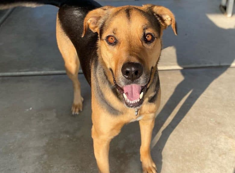 Funny portrait of Beagle German Shepherd mix dog