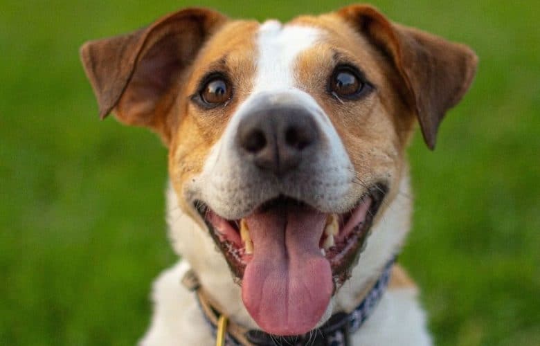 Happy portrait of Chinese Shar-Pei Jack Russell mix dog