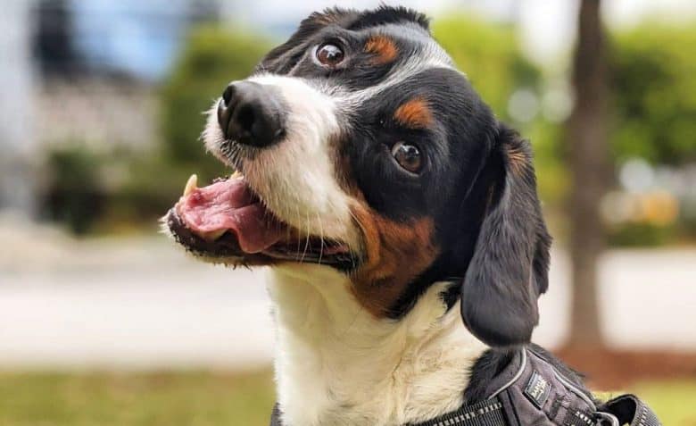 Happy portrait of Jack Russell Terrier Cavalier King Charles Spaniel mix dog