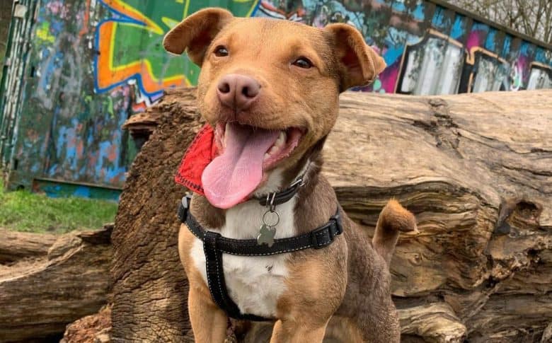 Happy portrait of Jack Russell Terrier Patterdale Terrier mix dog