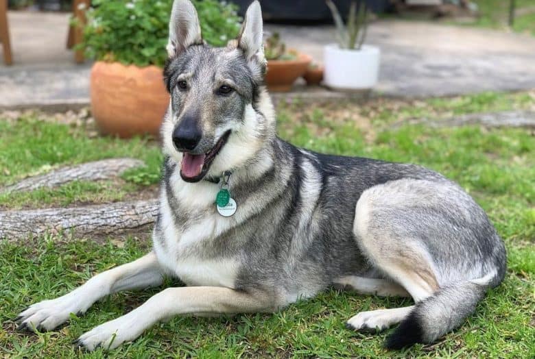 Happy portrait of Wolf German Shepherd mix dog