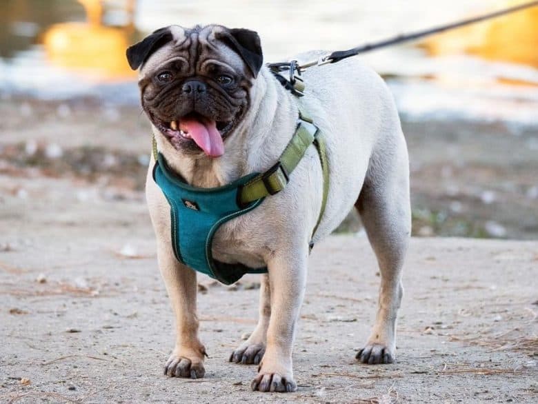 A handsome Pug standing outdoors