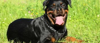 a Rottweiler laying down on the grass wearing a silver chain