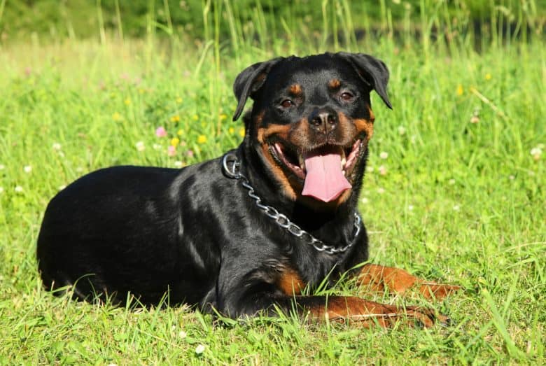 A Rottweiler laying down on the grass wearing a silver chain