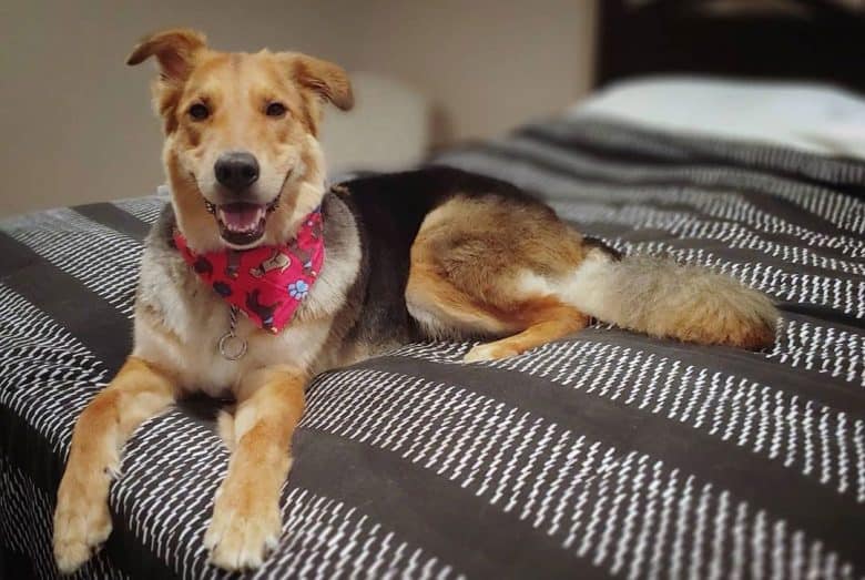 Happy Sheltie German Shepherd mix dog lying on the bed