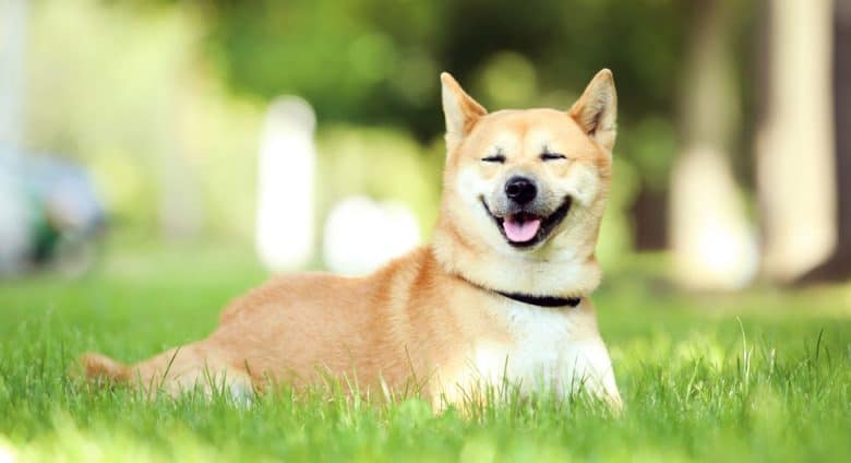 Happy Shiba Inu comfortably lying on the park