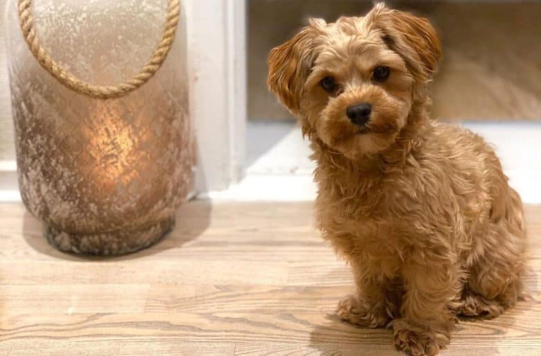 Havanese and Yorkie mix dog portrait
