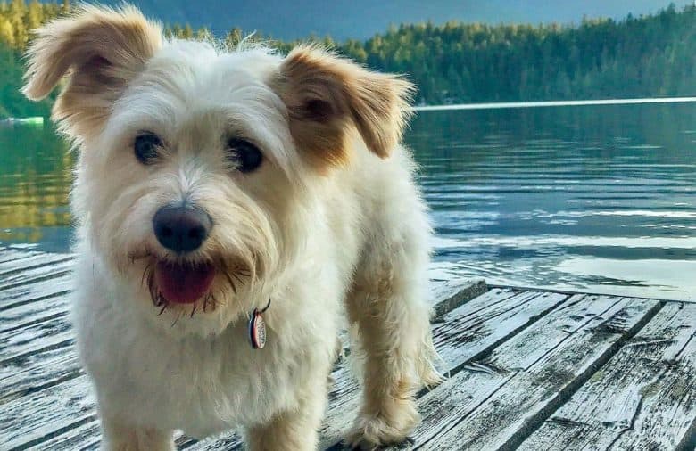 Havanese Jack Russell mix dog posing near the lake