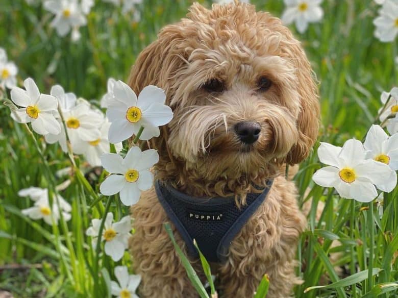 Havanese Poodle mix dog posing in the daffodil flowers