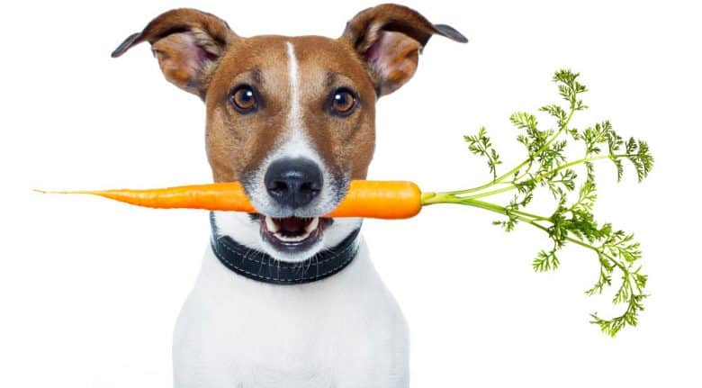 Healthy dog biting a carrot