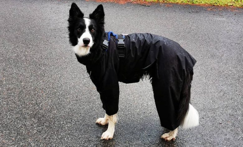 A Border Collie wearing a jacket standing on the road