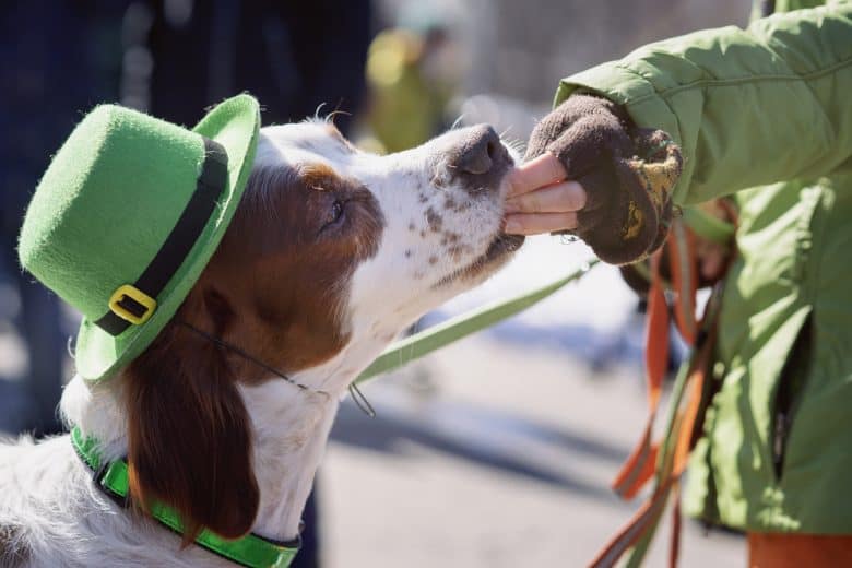 An Irish Setter dog wearing a green hat and collar