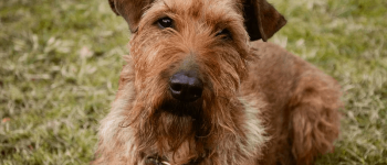 an Irish Terrier laying on the grass