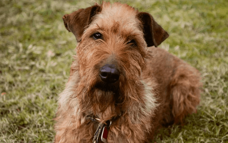 Irish Terrier All you need to know about the Irish farming dog