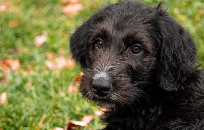 Irish Wolfhound Poodle mix dog portrait