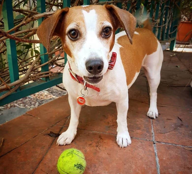 Jack Russel Beagle mix dog playing a tennis ball