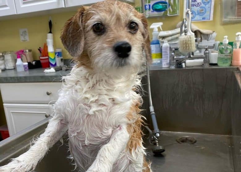 Jack Russell Beagle standing on a grooming sink