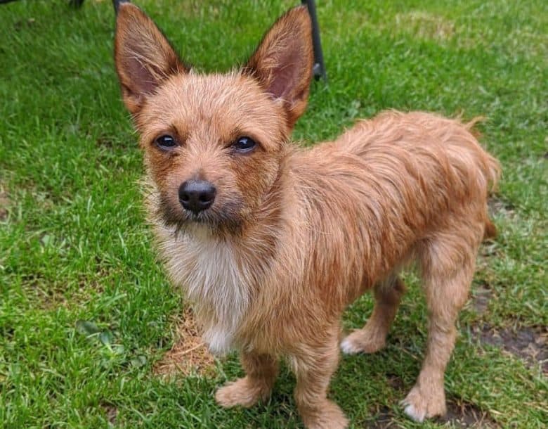 Jack Russell Terrier and Yorkshire Terrier mix dog portrait