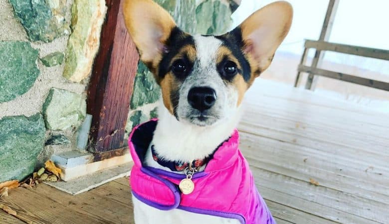 Jack Russell Terrier Australian Cattle Dog mix dog wearing a coat