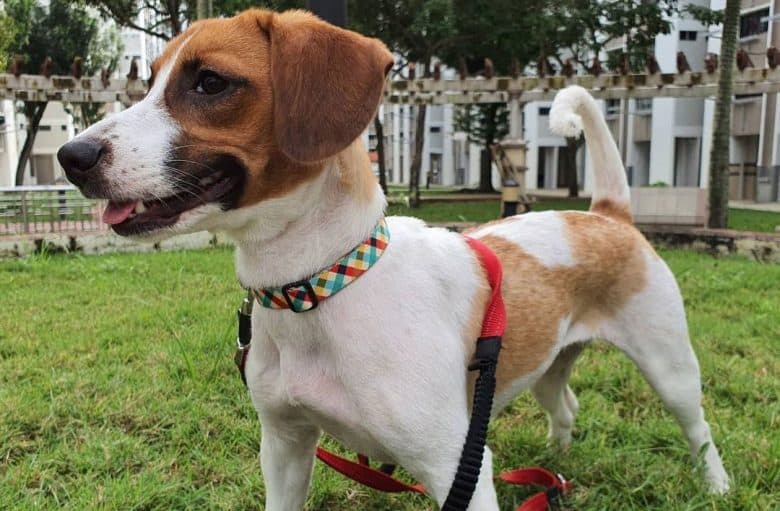 Jack Russell Terrier Beagle mix dog waiting for his owner outside