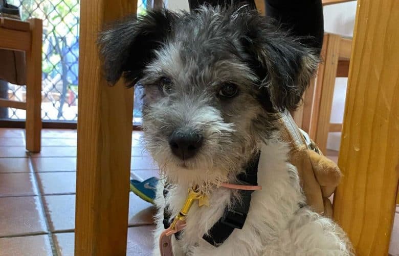 Jack Russell Terrier Bichon Frise mix dog sitting under the table
