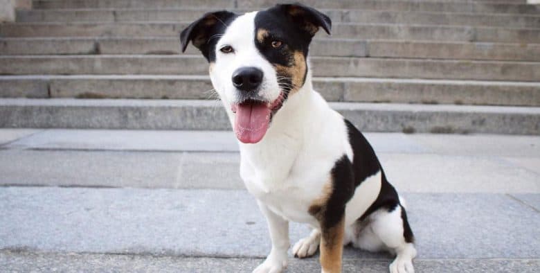 Jack Russell Terrier Border Collie mix dog sitting near the stairs
