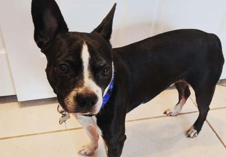 Jack Russell Terrier Boston Terrier mix dog standing inside the house