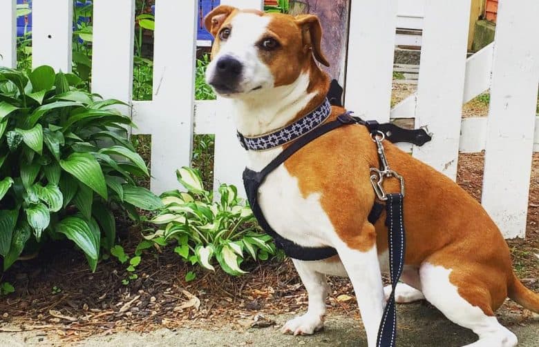 Jack Russell Terrier Bull Terrier mix dog sitting on a walkway