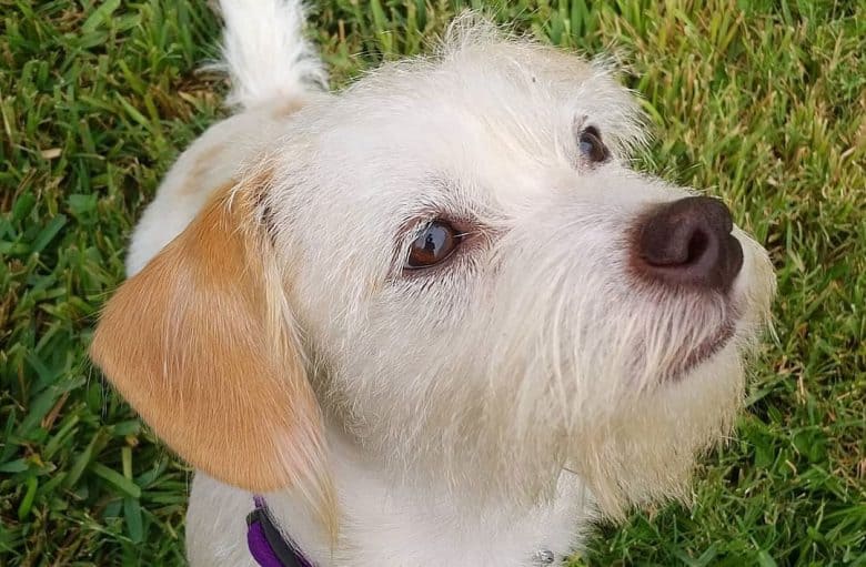 Jack Russell Terrier Cairn Terrier mix dog portrait