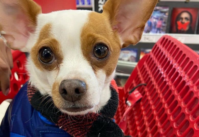 Jack Russell Terrier Chihuahua mix dog ready for a shopping