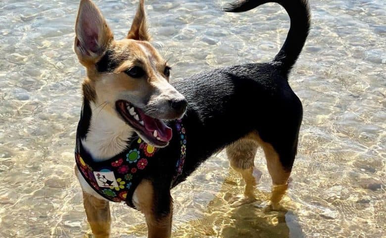 Jack Russell Terrier Corgi mix dog enjoying the beach