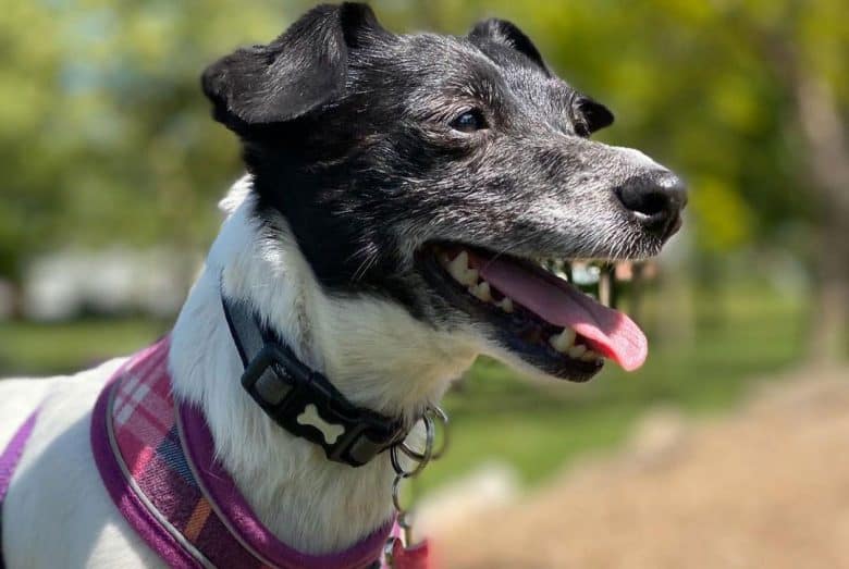 Jack Russell Terrier Dachshund mix dog portrait
