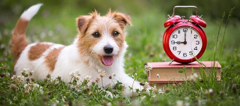 Jack Russell Terrier dog lying on the grass with the books and a clock