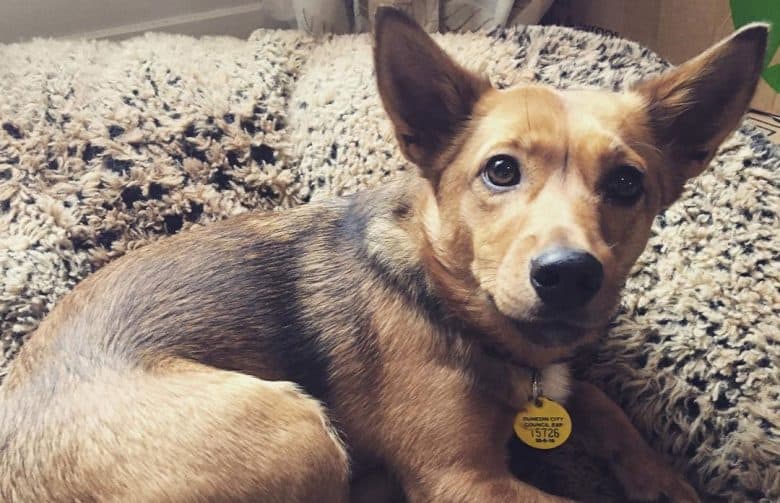 Jack Russell Terrier Kelpie mix dog lying on a comfy bed