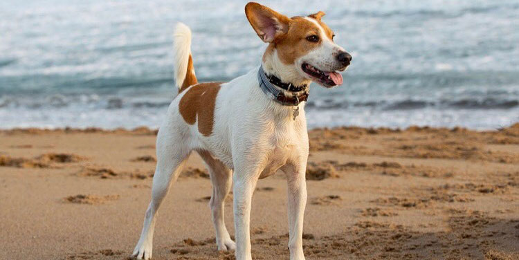 Jack Russell Terrier Labrador Retriever mix dog posing on the beach