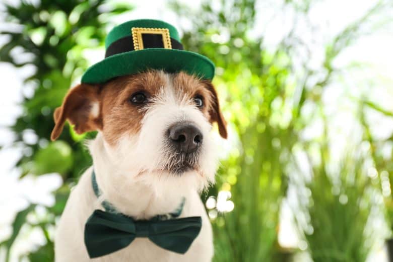 A Jack Russell Terrier wearing a green hat and bow