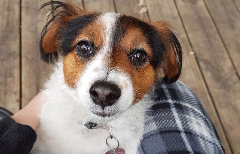 Jack Russell Terrier Papillon mix dog waiting for a treat
