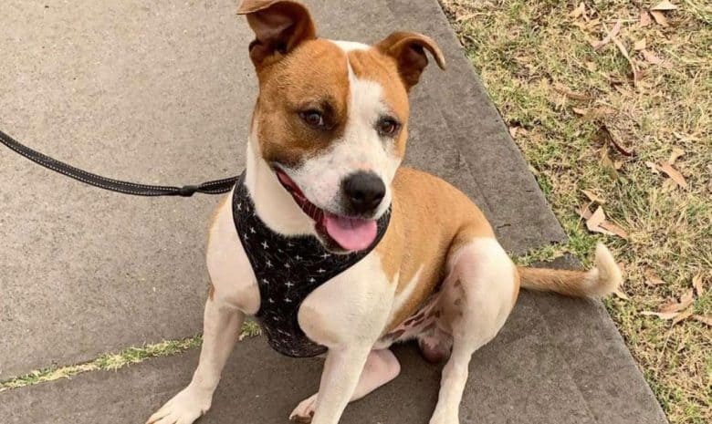 Jack Russell Terrier Pit Bull Terrier mix dog sitting on the walkway