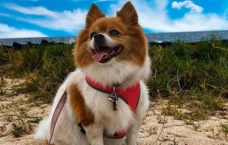 Jack Russell Terrier Pomeranian mix dog sitting on the seaside