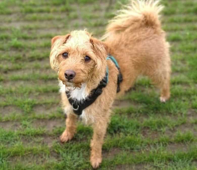Jack Russell Terrier Poodle mix dog portrait