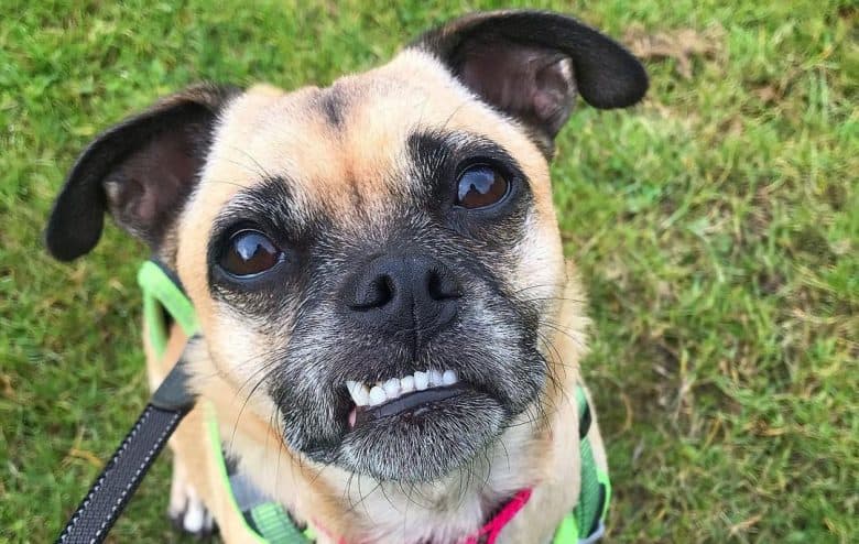 Jack Russell Terrier Pug mix dog waiting for a treat