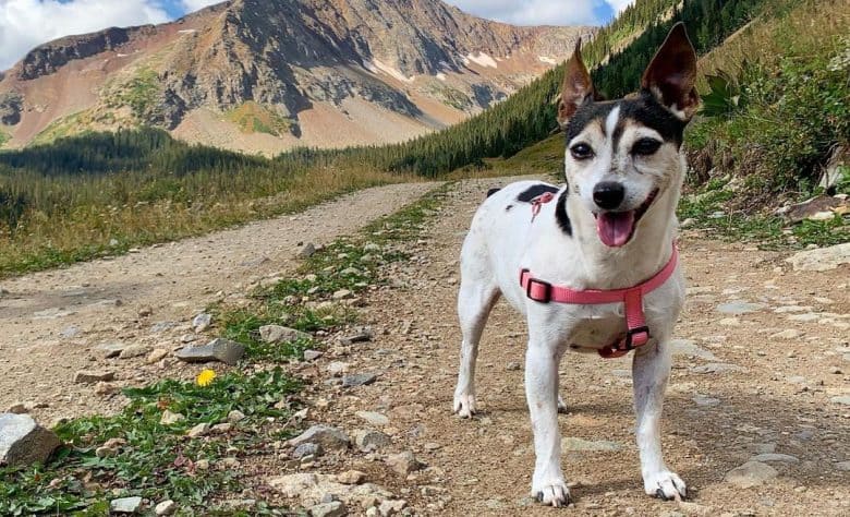 Jack Russell Terrier Rat Terrier mix dog on a hike