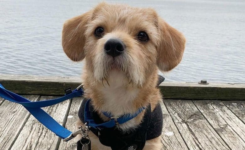 Jack Russell Terrier Shih Tzu mix dog on a bay walk