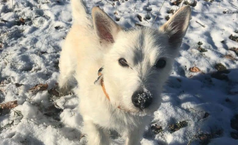 Jack Russell Terrier West Highland White Terrier mix dog walking on the snow