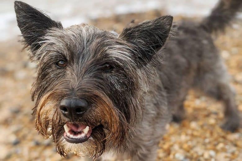 Jack Russell Terrier Yorkshire Terrier mix dog portrait