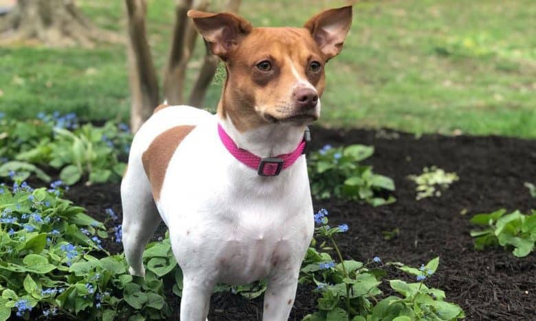 Jack Russell Toy Fox Terrier mix dog standing on the flower garden