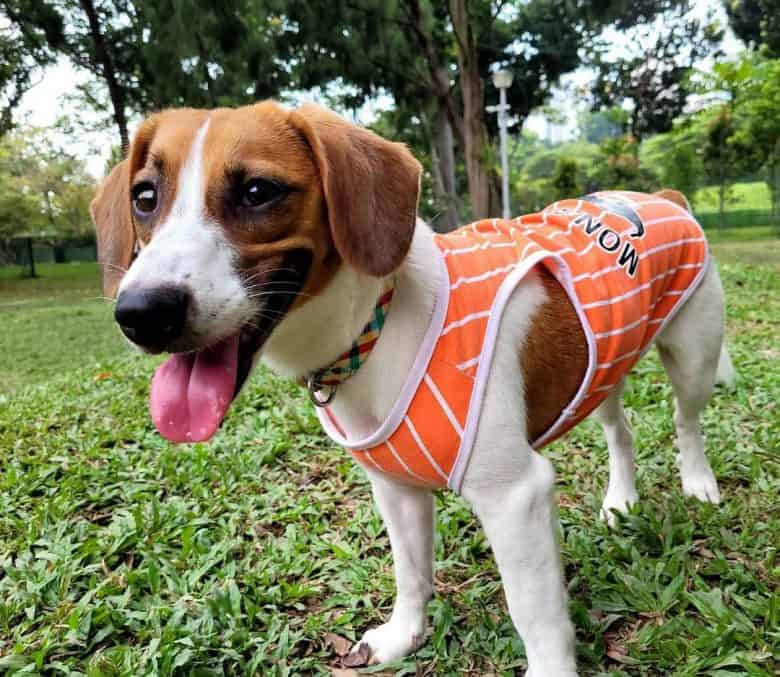 Jackabee wearing sando from a walk