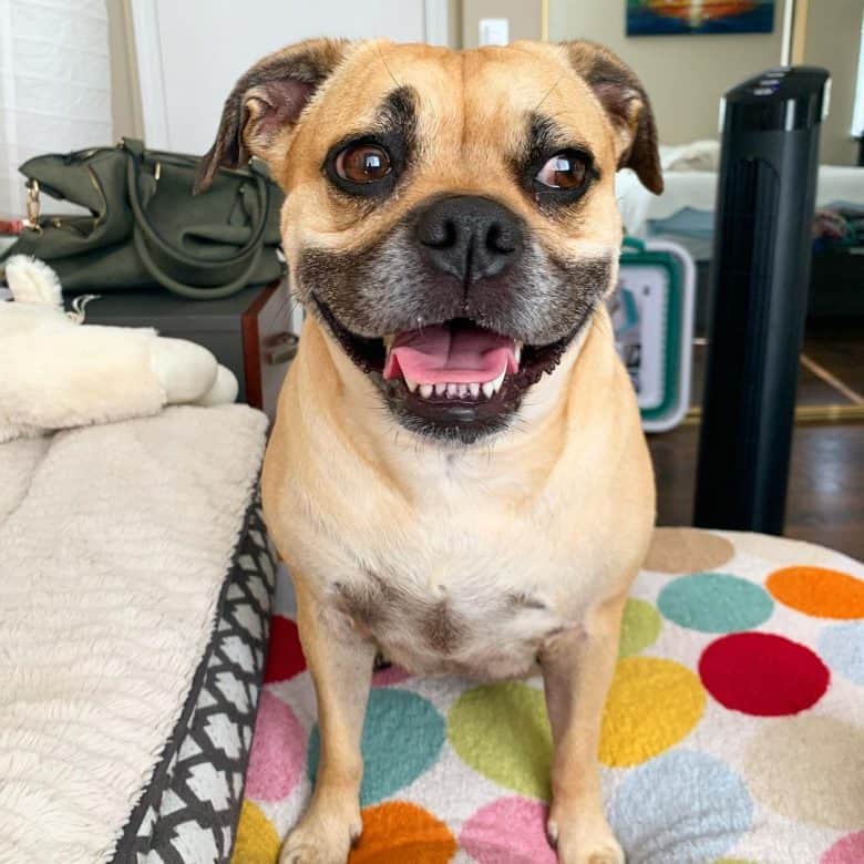 A jolly Pug Pit sitting on a colorful blanket