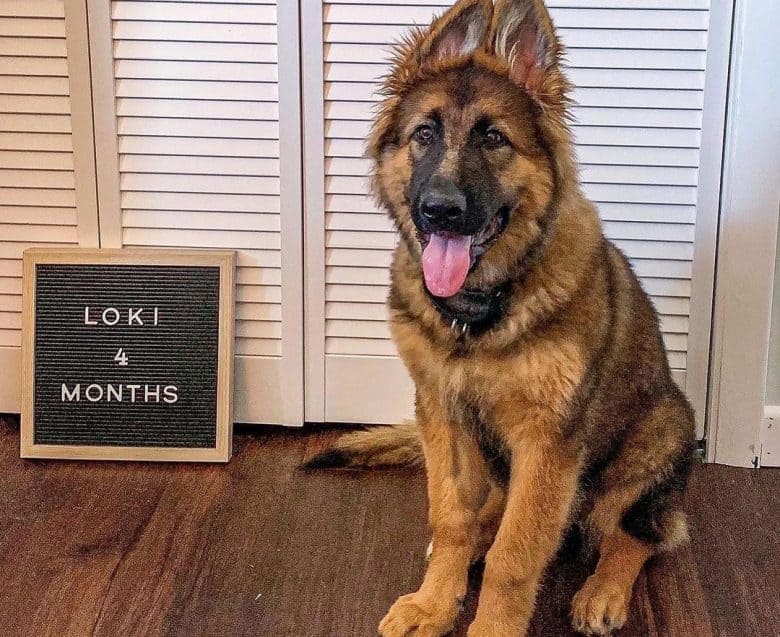 King Shepherd German Shepherd mix dog portrait