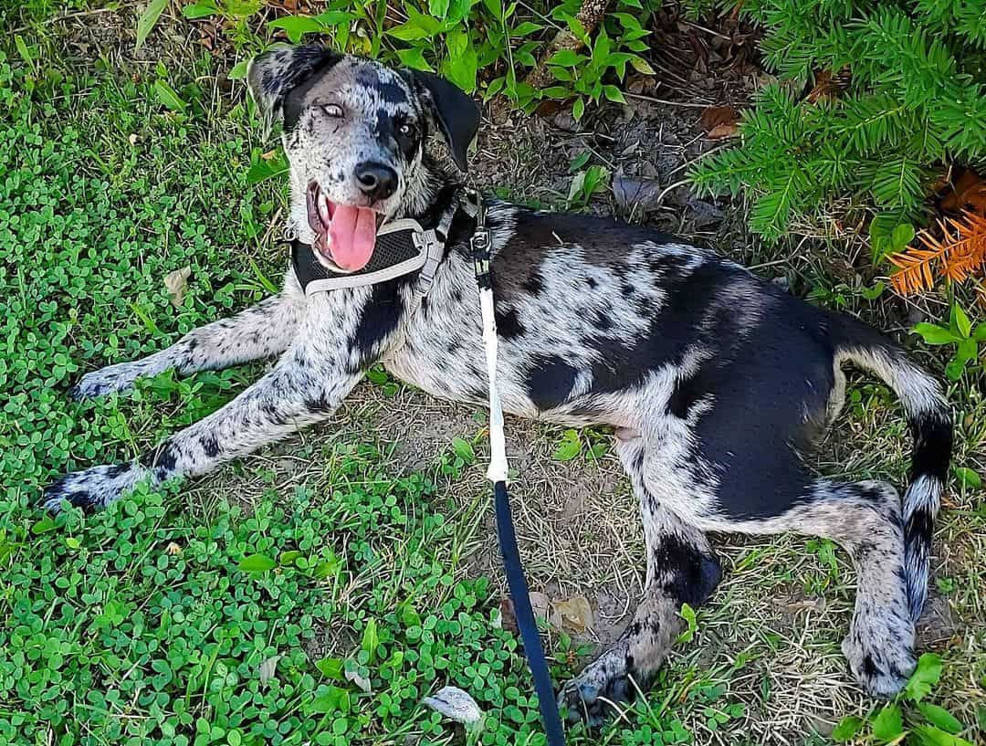 Catahoula Dog Mixes 15 Different Catahoula Leopard Dog Mix Crossbreeds
